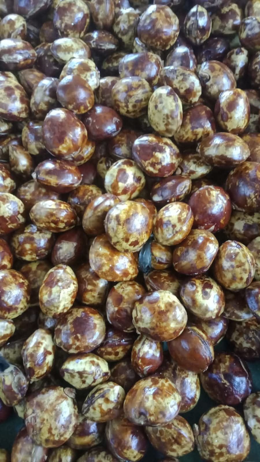 Kopi dan jengkol 1 of 3